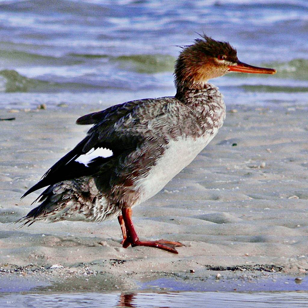 Red Breasted Merganser - Mergus serrator by bob in swamp is licensed under CC BY 2.0.
